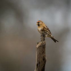Wildlife