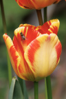 46-INT-P-Hover on a Tulip-GPG